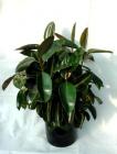 Order Rubber Tree