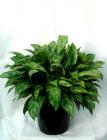 Order Aglaonema