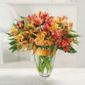 Order Awesome Alstroemeria