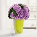 Order Classy Carnations