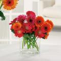 Order Glorious Gerbera